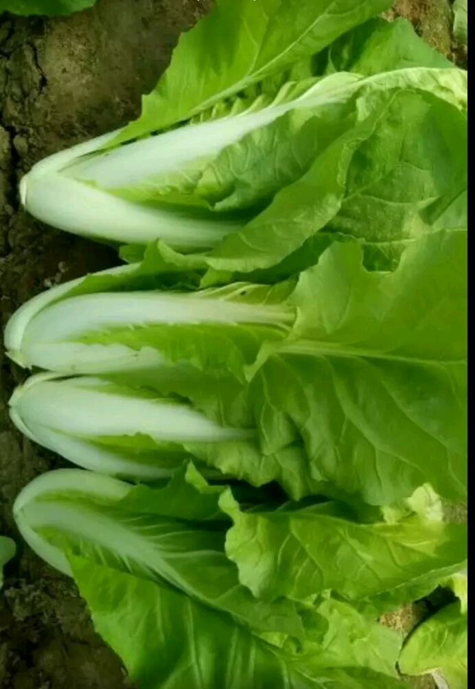  油菜 小白菜大量上市，常年供应，打冷，包装，可实地考察，