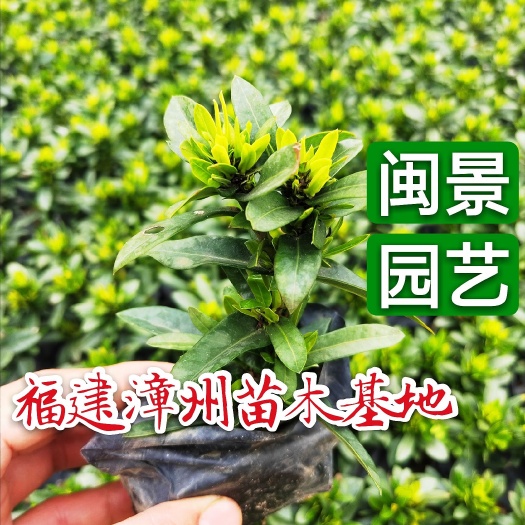 小叶龙船花