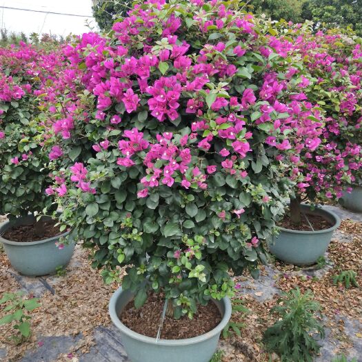 漳浦县紫花三角梅 1.0~1.5米