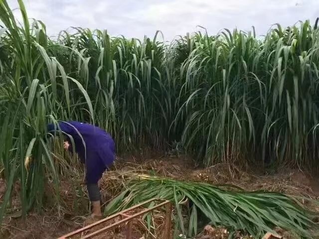巨菌草种苗  巨菌草