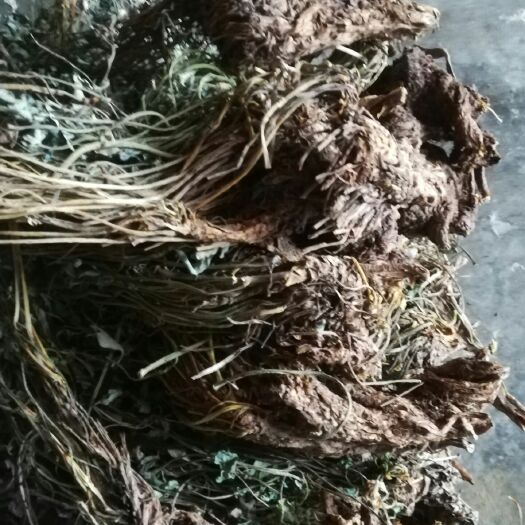 新宁县黄莲花