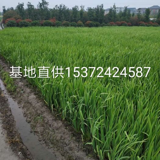 杭州水生鸢尾