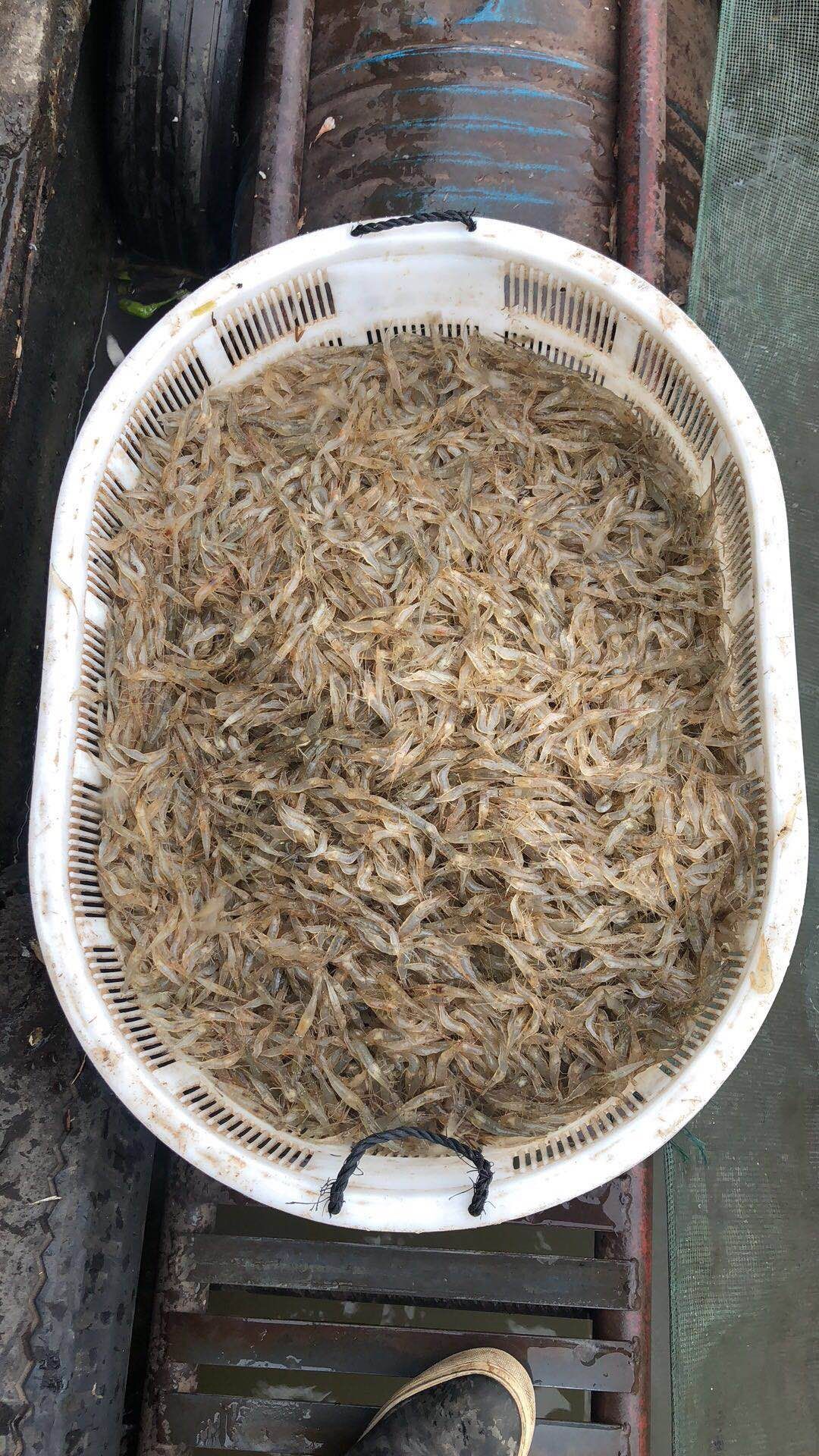 潜江市青虾  养殖河虾4公分以上