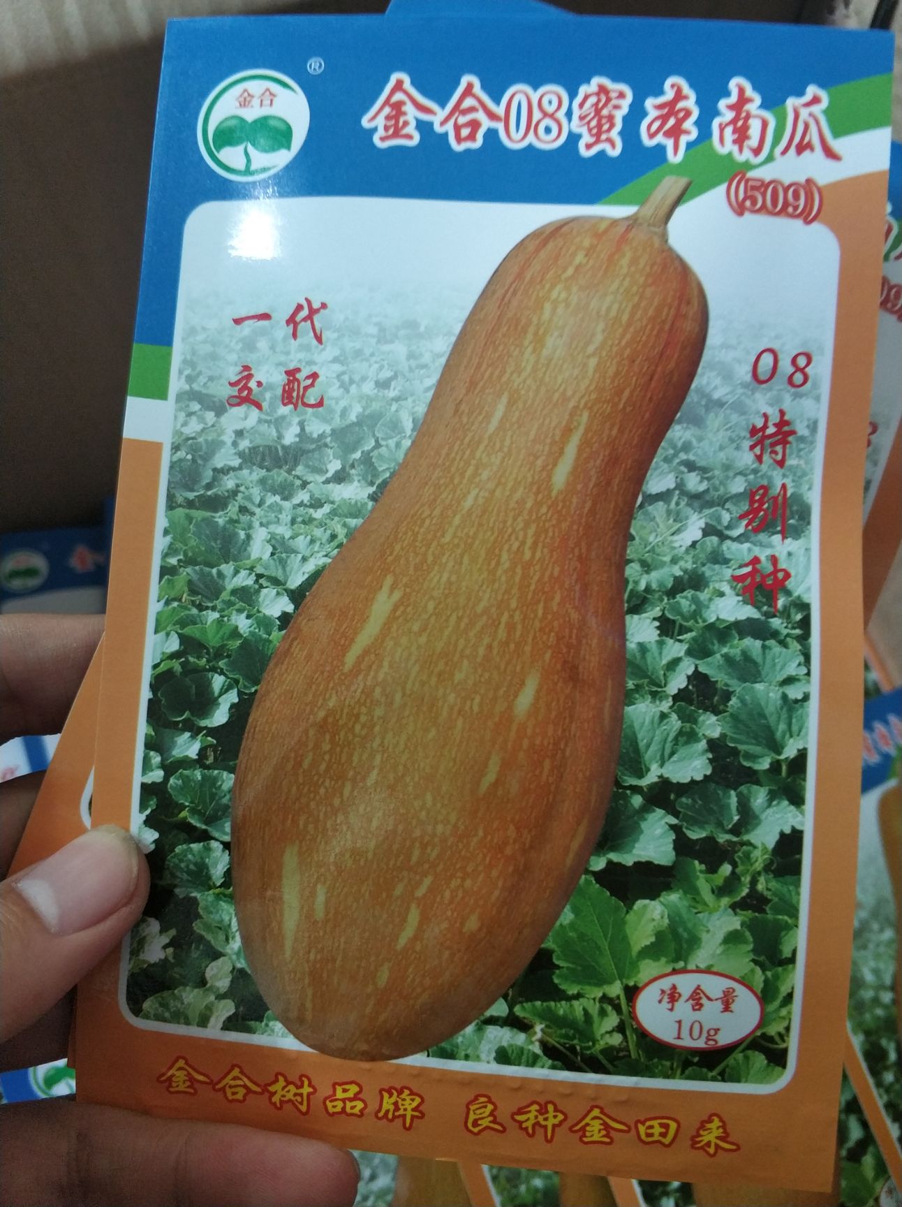 汕头蜜本南瓜种子 金合08密本南瓜种子