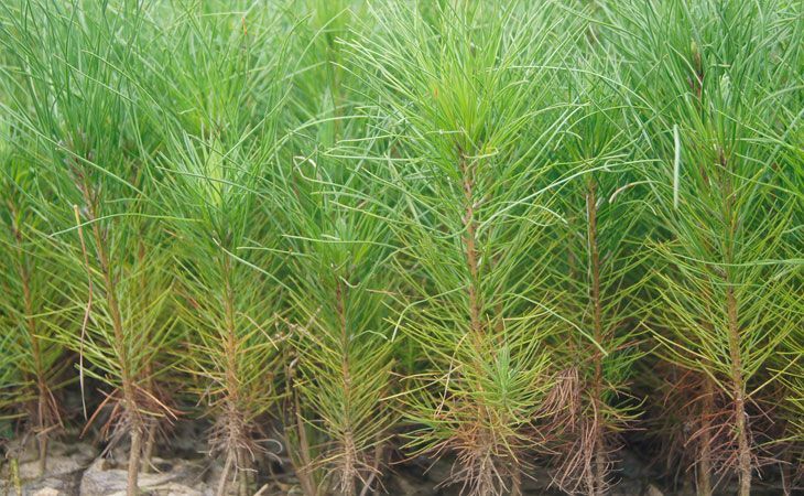 随县湿地松树苗  1年生高20-40cm