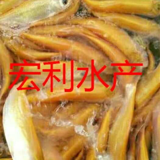 广州金草鱼苗