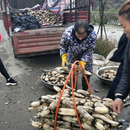 贵阳鄂莲6号藕种苗 泥藕