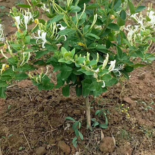 巨鹿县北花一号 50~60公分