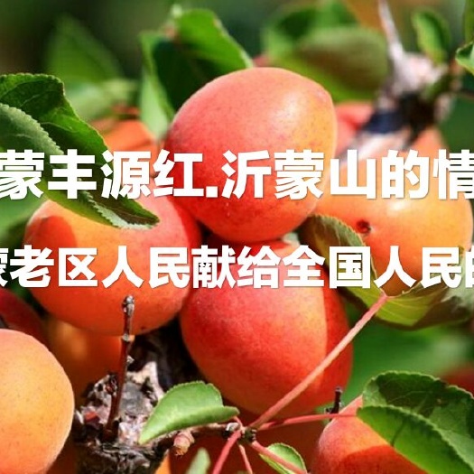 沂水县 精品丰园红杏
