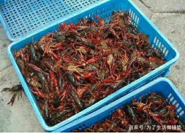 大悟县青红虾 各规格