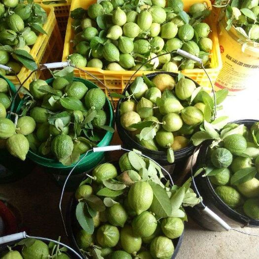 江门广东纯正无子香水柠檬奶茶店手打柠檬专用
