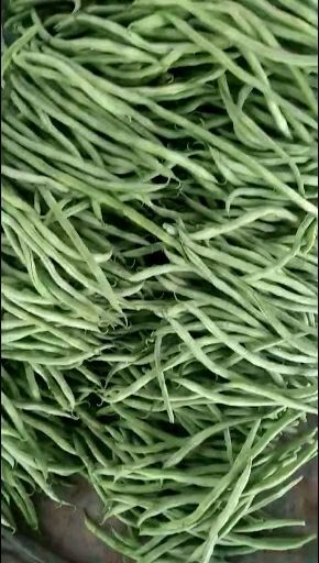 莘县无筋四季豆  聊城莘县无丝豆大量上市