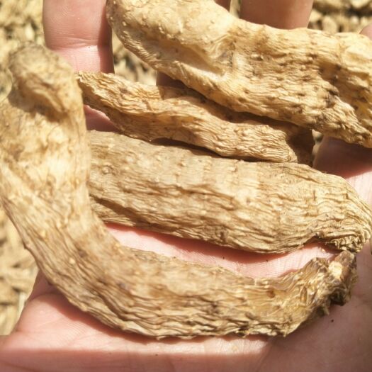 商南县秦岭深山天麻  无硫天麻，无漂白，自然晒干，货真价实，