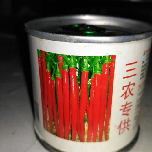 淅川县线椒苗