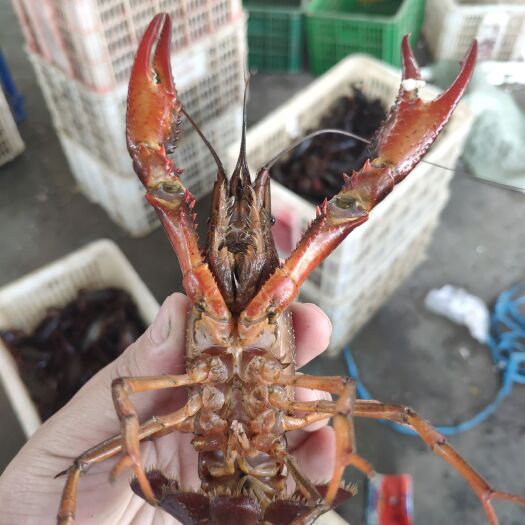 潜江市 潜江小龙虾全国发货