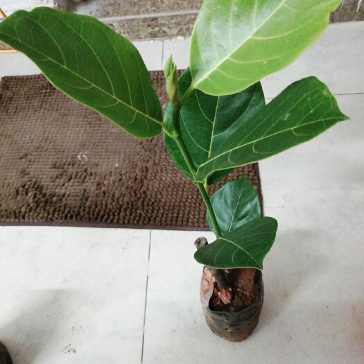 灵山县马来西亚一号菠萝蜜苗