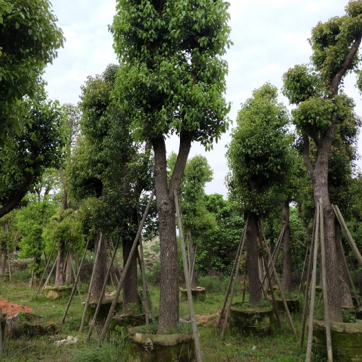 漳浦县 香樟，骨架移植香樟，大量现货