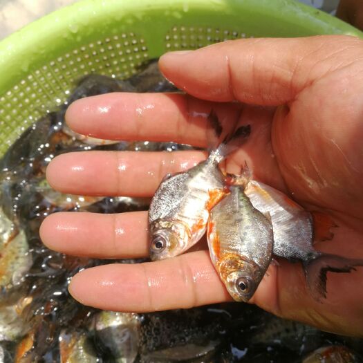 贺州鲳鱼苗