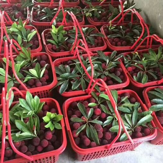 娄底荸荠杨梅 娄底农联傅家湾乌梅