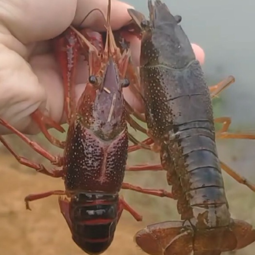 深圳 小龙虾