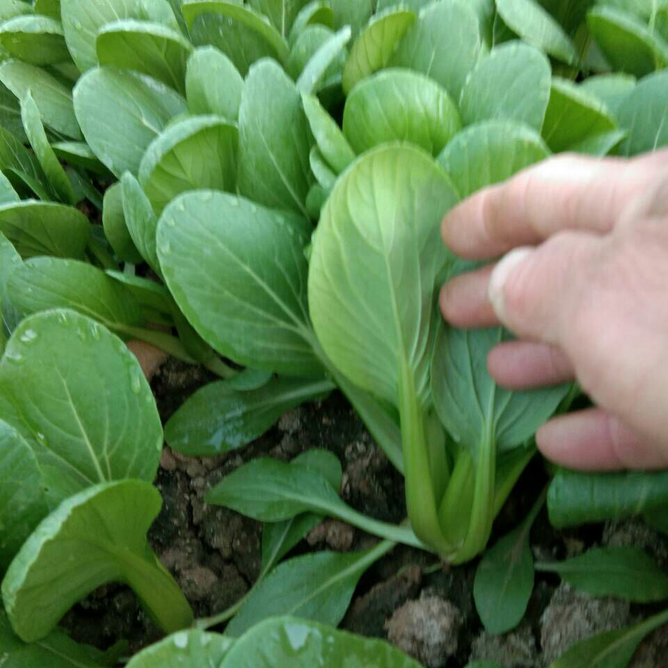  油菜 小白菜大量上市，常年供应，打冷，包装，可实地考察，