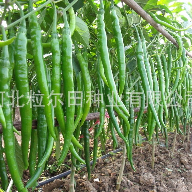 线椒种子  杂交种 ≥85% 粒尔田欣研一品(加长型)线椒种