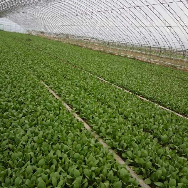  油菜 小白菜大量上市，常年供应，打冷，包装，可实地考察，