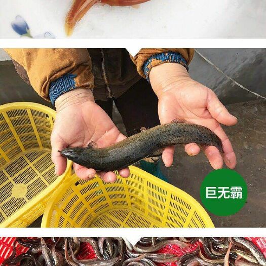 富顺县泥鳅苗