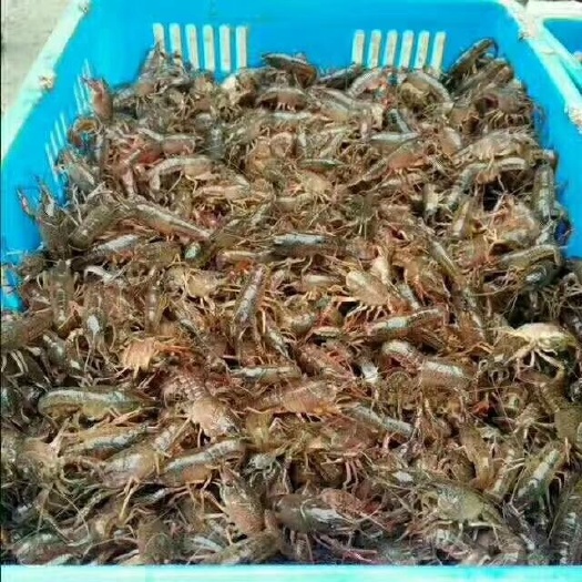 监利市小龙虾苗