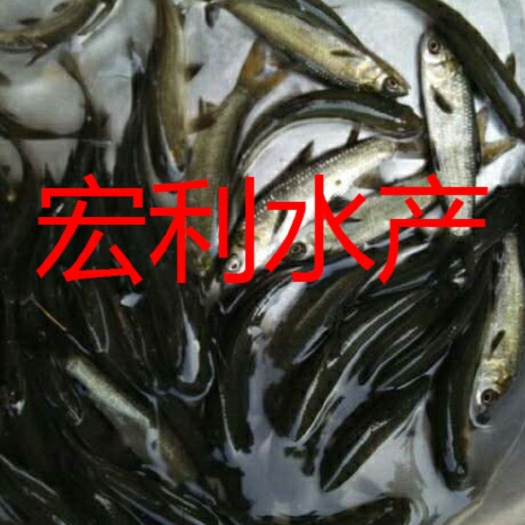广州青鱼苗