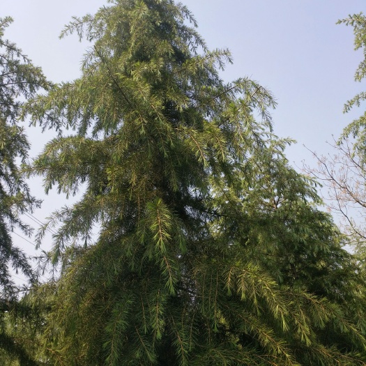 汝南县雪松