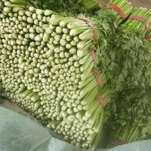 邯郸黄芹菜 50~55cm 0.5斤以下 大棚种植