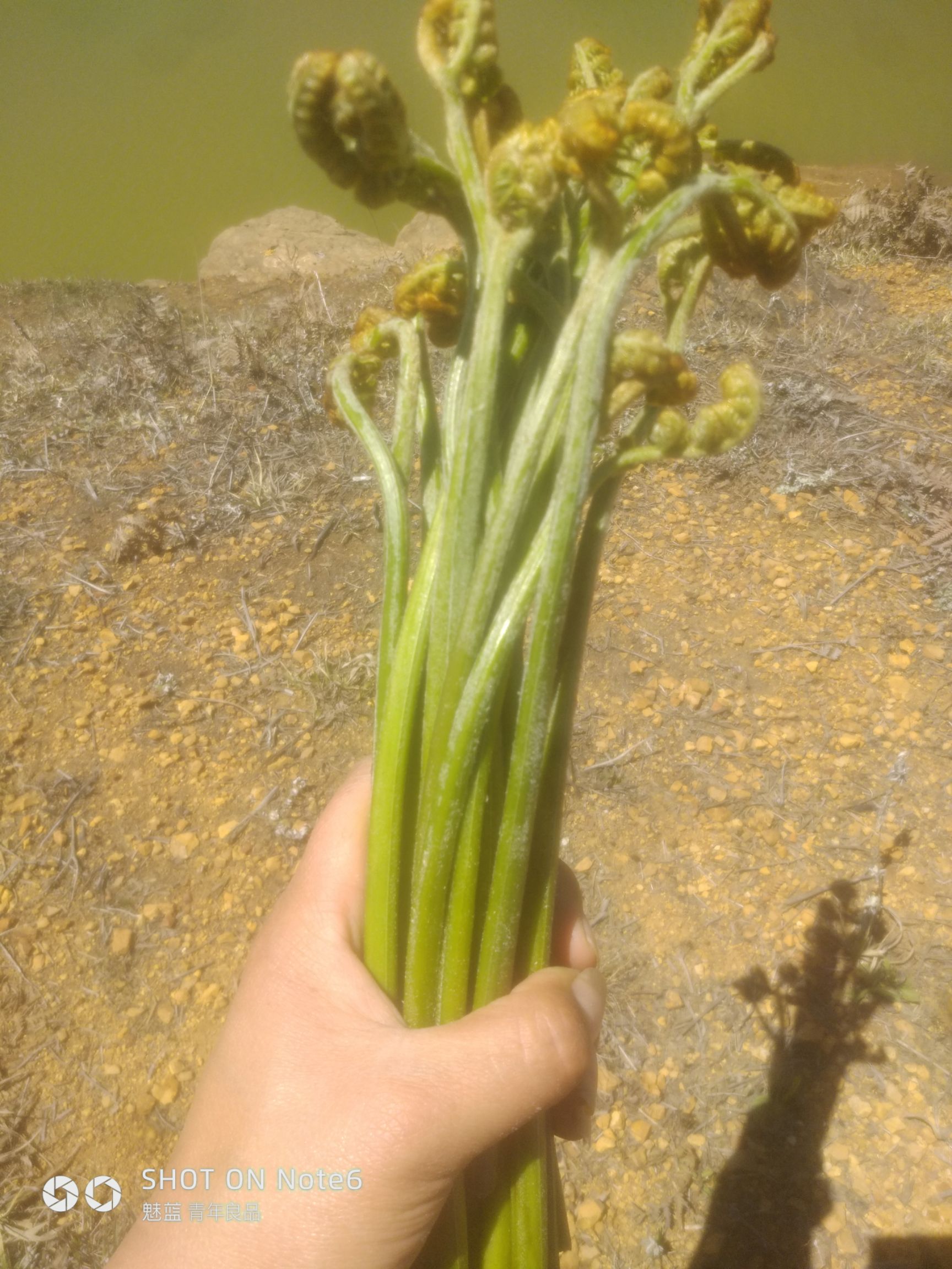 新鲜野生蕨菜云南蕨菜龙爪菜米蕨菜甜蕨菜现摘现发野菜