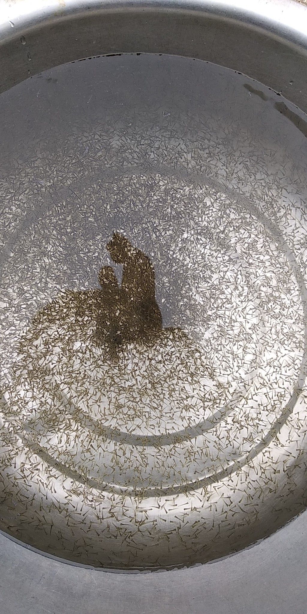  草鱼苗水花 鲩鱼苗水花