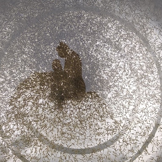 广州 草鱼苗水花 鲩鱼苗水花
