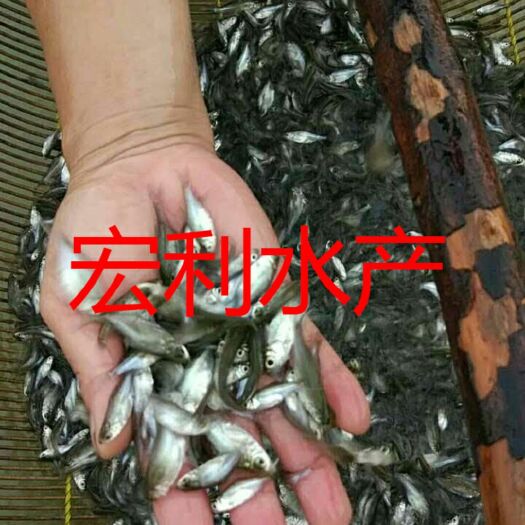 广州三角鲂鱼苗