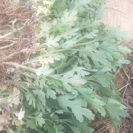 亳州金丝黄菊苗 金丝皇菊苗