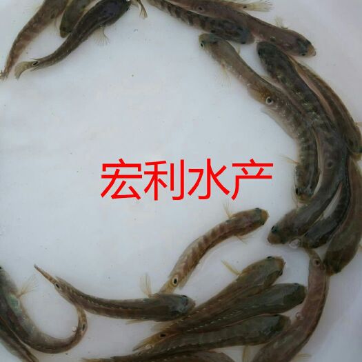 广州七星鱼苗