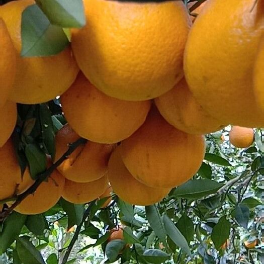 阳朔县夏橙