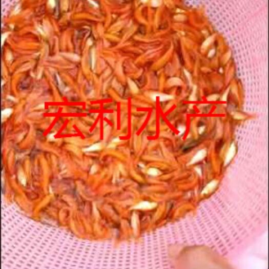 广州鲤鱼苗