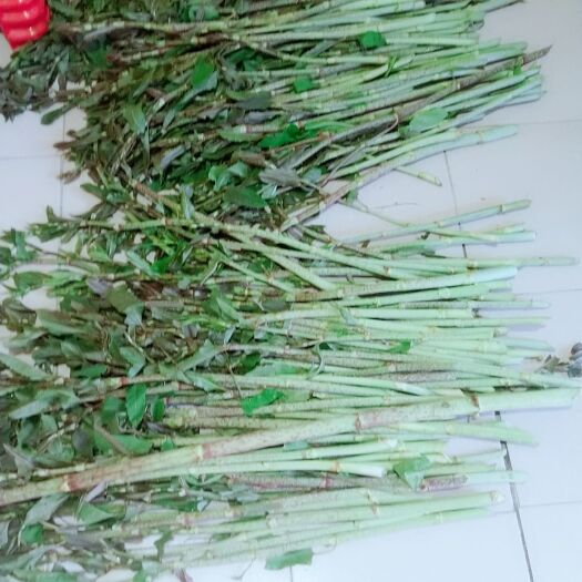 平江县虎杖  新鲜虎杖！酸筒杆
