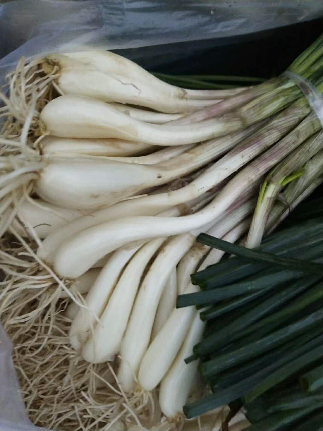  四川藠头