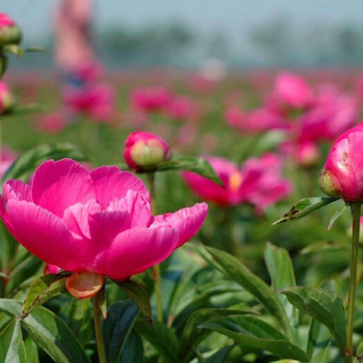 莫旗白芍