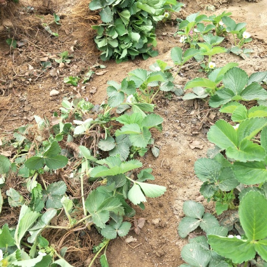 泰安红颜草莓苗 10~20公分 地栽苗