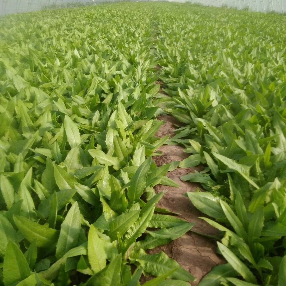  油菜 小白菜大量上市，常年供应，打冷，包装，可实地考察，