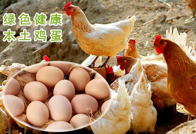 土鸡蛋  食用 散装 优质鸡蛋