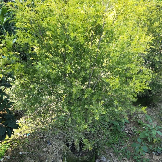 漳浦县 黄金宝树，黄金香柳，黄千层，大量现货