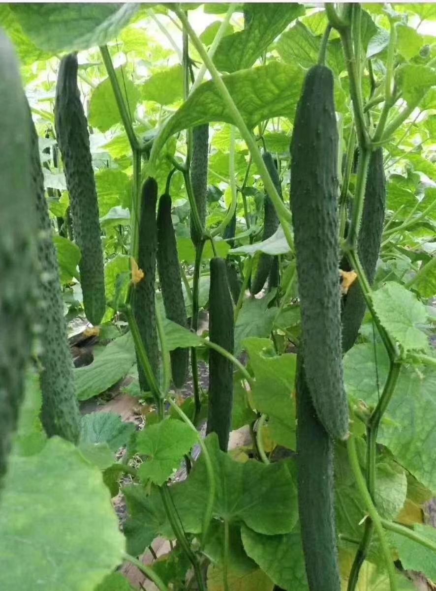 密刺黄瓜 25~35cm
