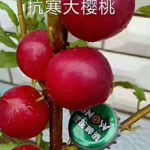 尚志市俄罗斯8号樱桃苗