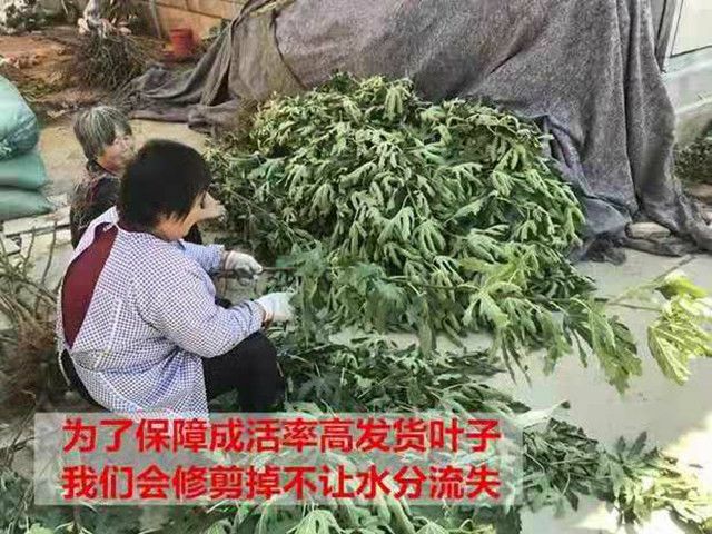 日本紫果无花果苗 